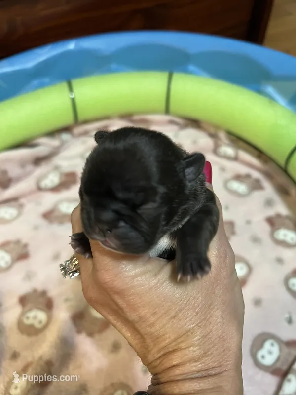 Sally – French Bulldog puppy for sale in Ozark, AR
