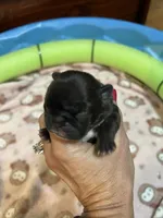 Sally, a female French Bulldog for sale in Ozark, AR – 1 of 7