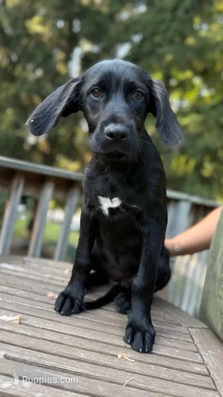 Lucy – Labradoodle, Poodle - Standard  puppy for sale in Monticello, MN