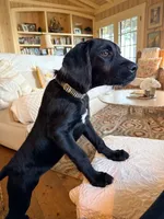 Lucy, a female Labradoodle and Poodle - Standard  for sale in Monticello, MN – 3 of 4