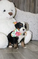 Majesty/Bonnie , a female Bernedoodle for sale in Loudonville, OH – 4 of 10