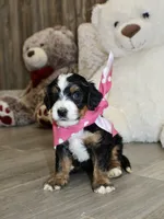 Majesty/Brair, a female Bernedoodle for sale in Loudonville, OH – 4 of 10