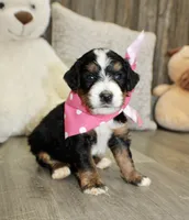 Majesty/Brair, a female Bernedoodle for sale in Loudonville, OH – 3 of 10