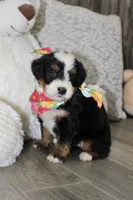 Majesty/Bonnie , a female Bernedoodle for sale in Loudonville, OH – 3 of 10