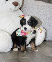 Majesty/Bonnie , a female Bernedoodle for sale in Loudonville, OH – 5 of 10