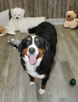 Majesty/Bonnie , a female Bernedoodle for sale in Loudonville, OH – 10 of 10