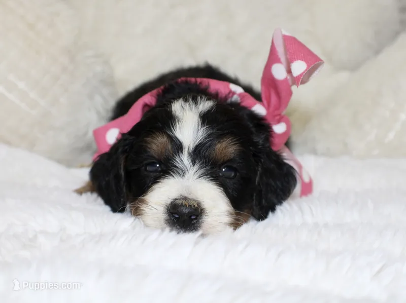 Majesty/Brair – Bernedoodle puppy for sale in Loudonville, OH