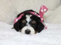 Majesty/Brair, a female Bernedoodle for sale in Loudonville, OH – 1 of 10