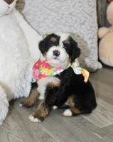 Majesty/Bonnie , a female Bernedoodle for sale in Loudonville, OH – 2 of 10