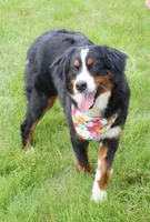 Majesty/Bonnie , a female Bernedoodle for sale in Loudonville, OH – 9 of 10