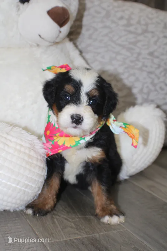 Majesty/Bonnie  – Bernedoodle puppy for sale in Loudonville, OH