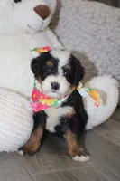 Majesty/Bonnie , a female Bernedoodle for sale in Loudonville, OH – 1 of 10