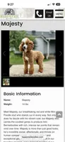 Majesty/Bonnie , a female Bernedoodle for sale in Loudonville, OH – 6 of 10