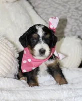 Majesty/Brair, a female Bernedoodle for sale in Loudonville, OH – 5 of 10