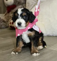 Majesty/Brair, a female Bernedoodle for sale in Loudonville, OH – 2 of 10