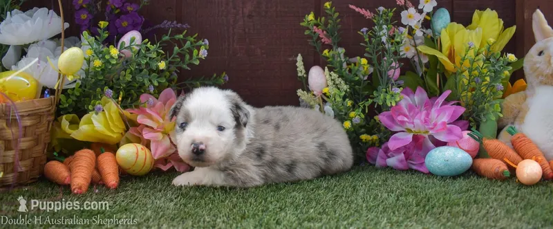 Sneezy 2 blue eyes  – Australian Shepherd puppy for sale in Fallon, NV