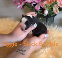 Biggie, a male Australian Shepherd for sale in Fallon, NV – Photo 1 of 2