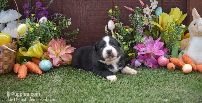 Grumpy 1 blue eye 1 brown eye – Australian Shepherd puppy for sale in Fallon, NV