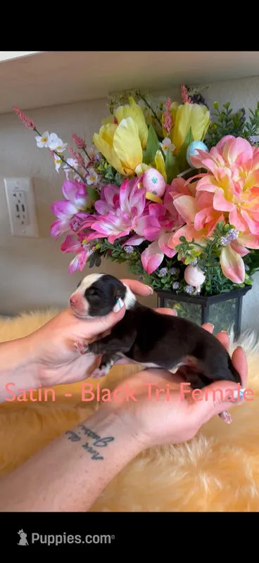Satin – Australian Shepherd puppy for sale in Fallon, NV