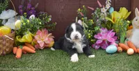 Happy 2 brown eyes, a male Australian Shepherd for sale in Fallon, NV – Photo 3 of 4