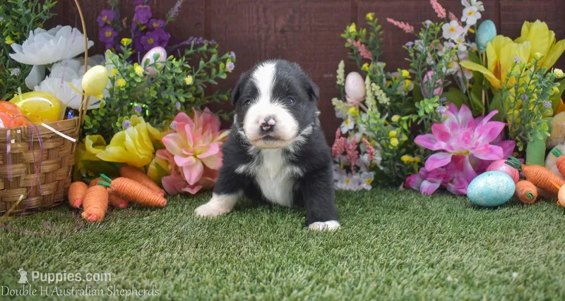 Happy 2 brown eyes – Australian Shepherd puppy for sale in Fallon, NV