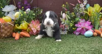 Happy 2 brown eyes, a male Australian Shepherd for sale in Fallon, NV – Photo 1 of 4