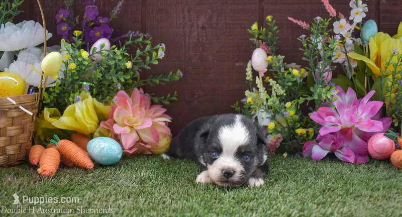 Doc blue eyes *smallest*   Will stay tiny! ~20lbs – Australian Shepherd puppy for sale in Fallon, NV