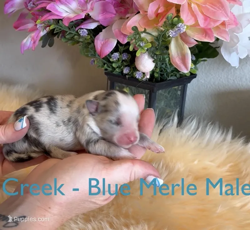 Creek – Australian Shepherd puppy for sale in Fallon, NV