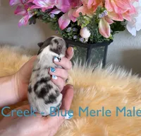 Creek, a male Australian Shepherd for sale in Fallon, NV – Photo 2 of 3