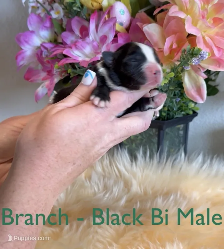 Branch – Australian Shepherd puppy for sale in Fallon, NV