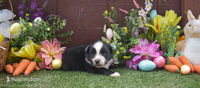 Sleepy 2 brown eyes – Australian Shepherd puppy for sale in Fallon, NV
