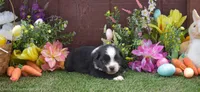 Sleepy 2 brown eyes, a male Australian Shepherd for sale in Fallon, NV – Photo 2 of 4