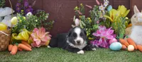 Sleepy 2 brown eyes, a male Australian Shepherd for sale in Fallon, NV – Photo 3 of 4