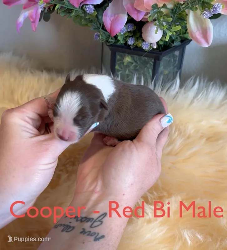 Cooper – Australian Shepherd puppy for sale in Fallon, NV