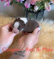 Cooper, a male Australian Shepherd for sale in Fallon, NV – Photo 1 of 2