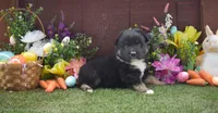 Little John 2 brown eyes, a male Australian Shepherd for sale in Fallon, NV – Photo 5 of 6