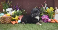 Little John 2 brown eyes, a male Australian Shepherd for sale in Fallon, NV – Photo 4 of 6