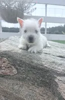 AKC MickeyChampionBloodlines❤️, a male West Highland White Terrier for sale in Connersville, IN – 5 of 10