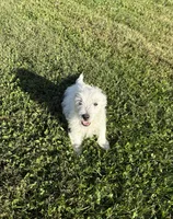 AKC Bently Champion Bloodlines♥️, a male West Highland White Terrier for sale in Connersville, IN – 4 of 10
