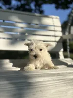 Akc Skye Champion Bloodlines💕, a female West Highland White Terrier for sale in Connersville, IN – 3 of 10