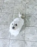 AKC Sugar, a female West Highland White Terrier for sale in Connersville, IN – 4 of 6