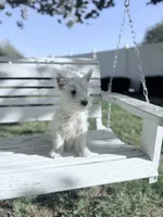 AKC Star Champion Bloodlines💕, a female West Highland White Terrier for sale in Connersville, IN – 2 of 10