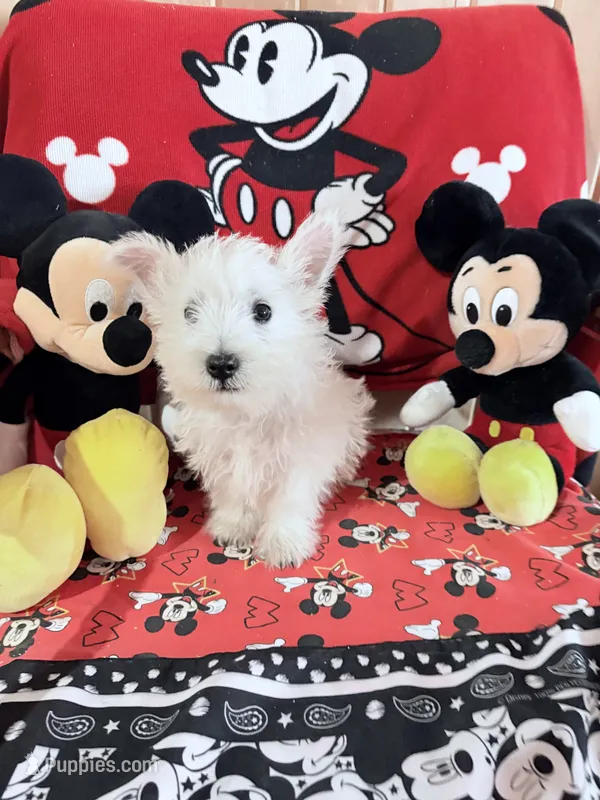 AKC MickeyChampionBloodlines❤️ – West Highland White Terrier puppy for sale in Connersville, IN