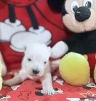 AKC Mickey Champion bloodlines, a male West Highland White Terrier for sale in Connersville, IN – 3 of 10