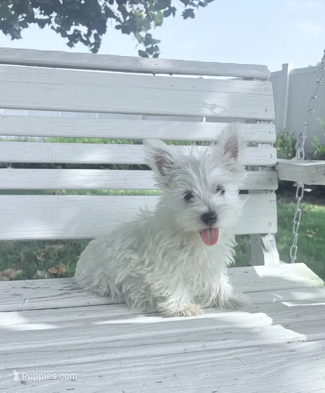 AKC Star ChampionBloodlines💕 – West Highland White Terrier puppy for sale in Connersville, IN