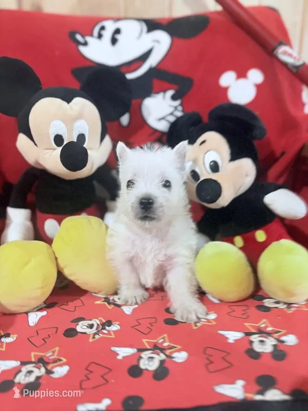 AKC MickeyChampionBloodlines❤️ – West Highland White Terrier puppy for sale in Connersville, IN