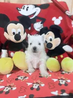 AKC MickeyChampionBloodlines❤️, a male West Highland White Terrier for sale in Connersville, IN – 1 of 10