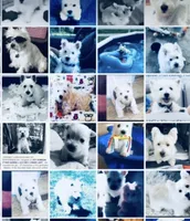 AKC Mickey Champion Bloodlines♥️, a male West Highland White Terrier for sale in Connersville, IN – 8 of 8