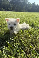 Akc Skye Champion Bloodlines💕, a female West Highland White Terrier for sale in Connersville, IN – 8 of 10