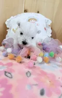 AkcWestie EstesChampionBloodline, a female West Highland White Terrier for sale in Connersville, IN – 10 of 10